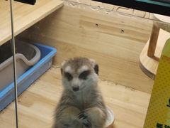 -平行世界·猫咖(首经贸店)