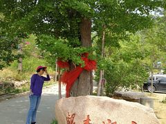 -遵化市禅林寺古银杏风景园