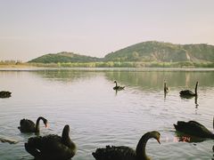 -西山漾湿地公园