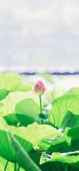 -小梨·OndaPro·专业脱毛连锁机构