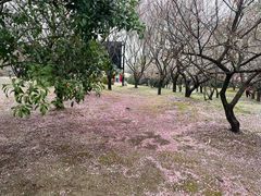 -香雪海
