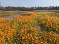 -上海长兴岛郊野公园
