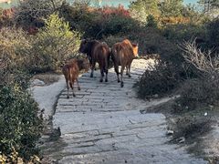 -大姆山草场