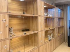 -猫十亿·布偶金渐层·曼基康矮脚猫舍(青年路店)