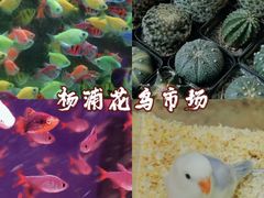 -人民公园-相亲角