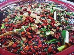 来凤鱼-东吴霸王兔(松青路店)