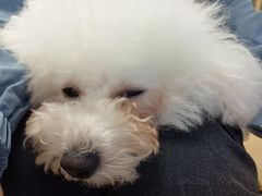-柴迷FANS CLUB·柴犬狗咖·猫咖