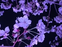 -西北湖绿化广场