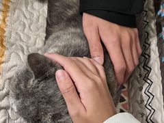 -楼上猫咖(罗湖店)