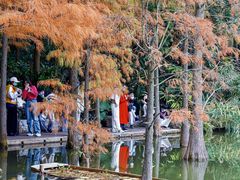 -深圳仙湖植物园