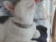 -海边的猫和咖啡馆