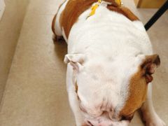 -BeauTea水仙(coco park店)