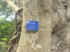 -中国科学院西双版纳热带植物园