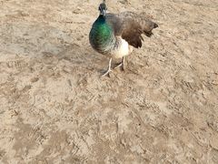 -秦皇岛野生动物园