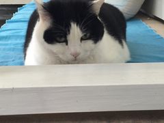 -Anne猫窝咖啡屋