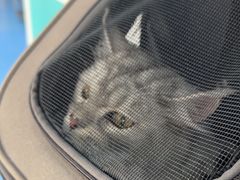 -天使宠物医院·犬猫分诊(彩虹店)