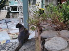 -喵屿·大理花园猫咖