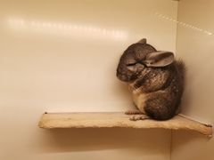 -龙猫仔乐园(惠福东路店)