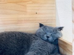 -藏猫猫咖啡主题馆(中央大道店)