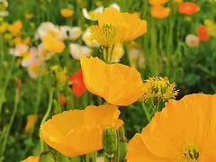 -名花谷生态庄园