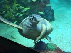 -悉尼海洋生物水族馆
