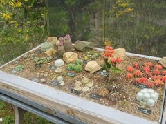 -中国科学院西双版纳热带植物园