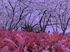 -高东镇樱花园