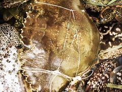 -Isla Sugbu Seafood City