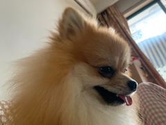 -瑞鹏宠物医院·微创内窥镜·骨外科·牙科(翠竹分院)