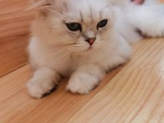 -猫腻·猫咖·撸猫馆(星光大道店)