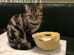 -遇见羊驼·奶狗咖·布偶猫咖·法斗柯基柴犬阿拉斯加(春熙路太古里IFS店)