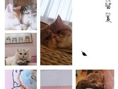 -Sweet cat·星愿猫咖(国贸大厦店)