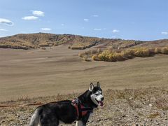 -乌兰布统景区-白桦林