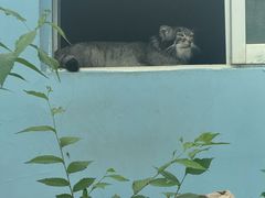 -青藏高原野生动物园