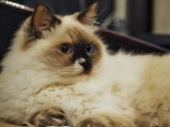 -Bastet sally猫舍购宠(静安店)