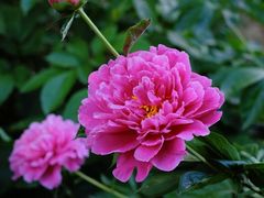 -国家植物园南园