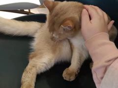 -飞行喵MR PILOT|猫舍·猫咖(静安大融城店)