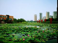 -天津东丽湖风景区