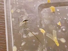 -龚海宝· 烧烤· 羊肉原切挂糊更好吃(庄市店)