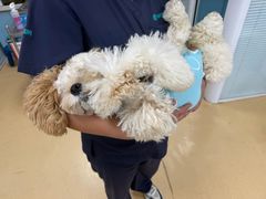 -瑞派·关忠动物医院·猫专科·犬专科(三环新城店)
