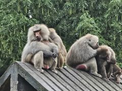 -上海动物园(地铁站)