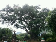 -瑞丽独树成林风景区