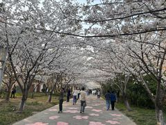 -高东镇樱花园