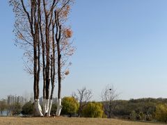 -盘龙城国家考古遗址公园