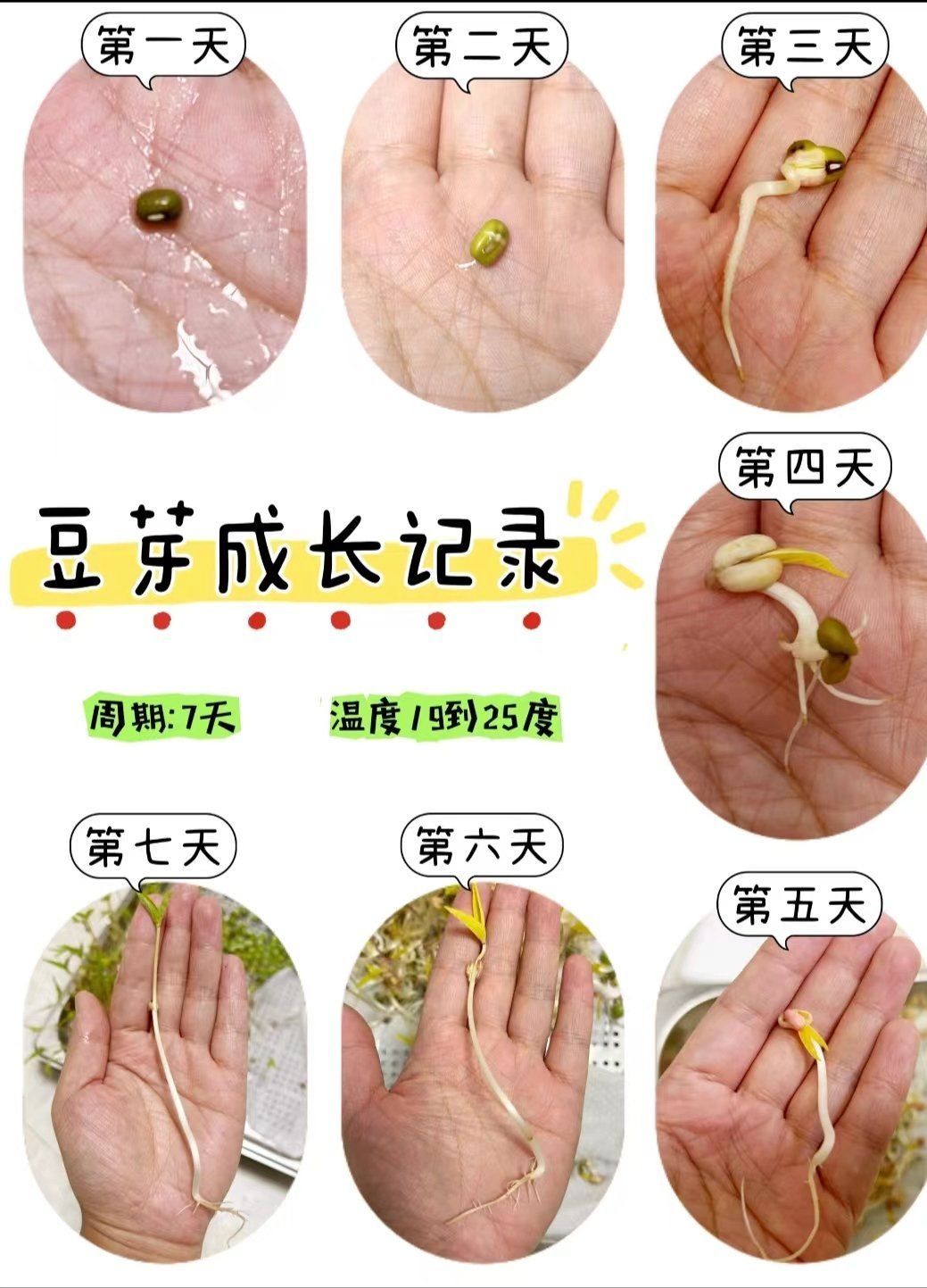 豆芽的成长记录!