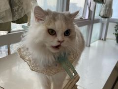 -共舞时光猫咖·狗咖(新街口店)