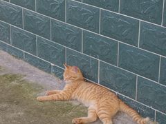 -猪脑壳凉面(南正街店)