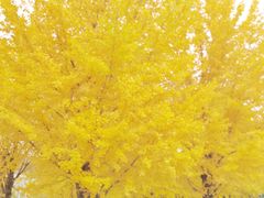 -北京植物园-展览温室