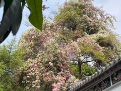 -深圳国际园林花卉博览园