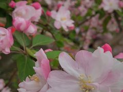 -海棠花溪(元大都城垣遗址公园)